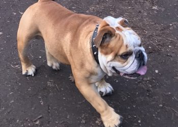 Le message de détresse publié par Census Johnston