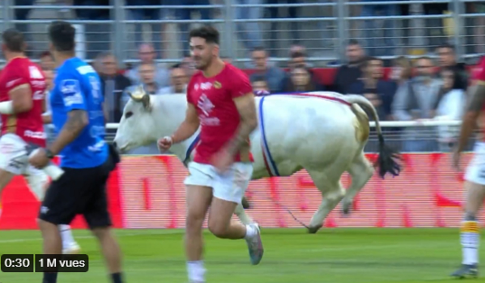 VIDEO CHOC : Un taureau charge les joueurs de rugby lors d’un échauffement !